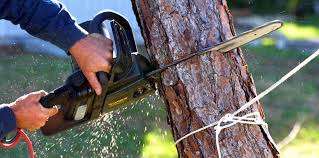 Best Commercial Tree Services  in Fort Stockton, TX