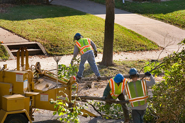 Reliable Fort Stockton, TX Tree Removal Solutions