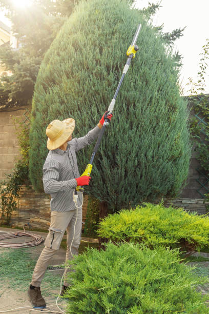 Best Tree Maintenance Programs  in Fort Stockton, TX