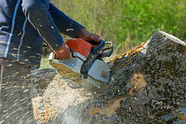 Lawn Pest Prevention in Fort Stockton, TX